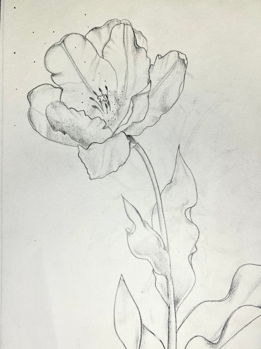Stille Tulpe